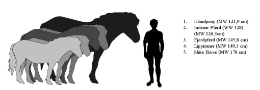 Dargestellt sind die Umrisse verschiedener Pferderassen, um die Größe der Indener Pferde zu verdeutlichen. Sie sind etwas größer Islandponys aber auch kleiner als Fjordpferde, Lipizzaner oder Shire Horses.
