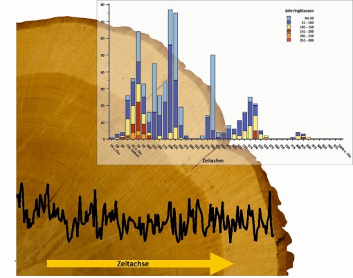 Das Foto einer Holzscheibe ist Sinnbild für archäologische Holzfunde, eine Wuchskurve der Jahrringbreiten veranschaulicht die dendrochronologischen Messwerte und eine Graphik zeigt die Veränderung in der Altersstruktur der Bauhölzer im ersten Jahrtausend nach Christus.